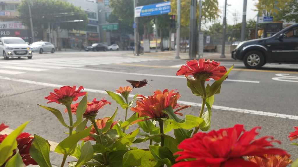That’s not a hummingbird mom; that’s a Hawk&nbsp;Moth!